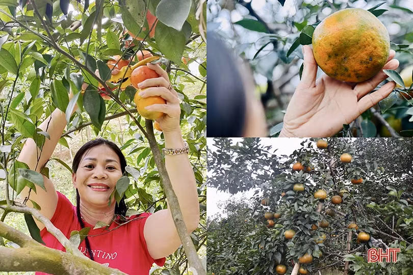 Cam Vũ Quang được giá, người trồng chưa vội bán