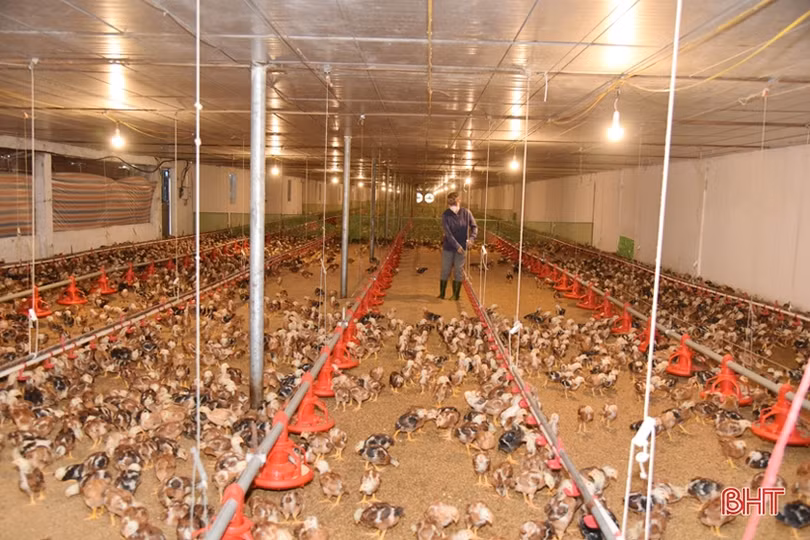 Chăn nuôi gia cầm ở Hà Tĩnh tăng trưởng tích cực