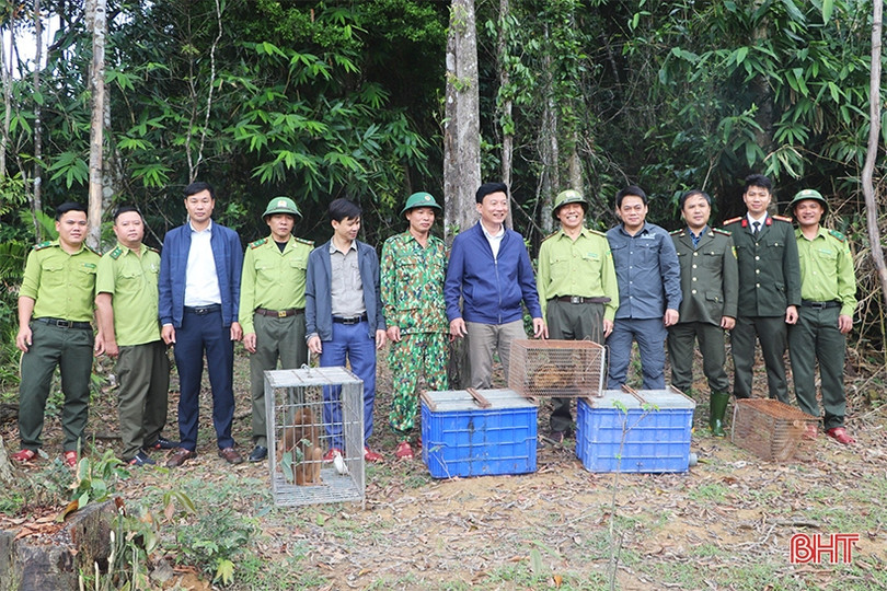 Thả 41 động vật hoang dã về môi trường tự nhiên