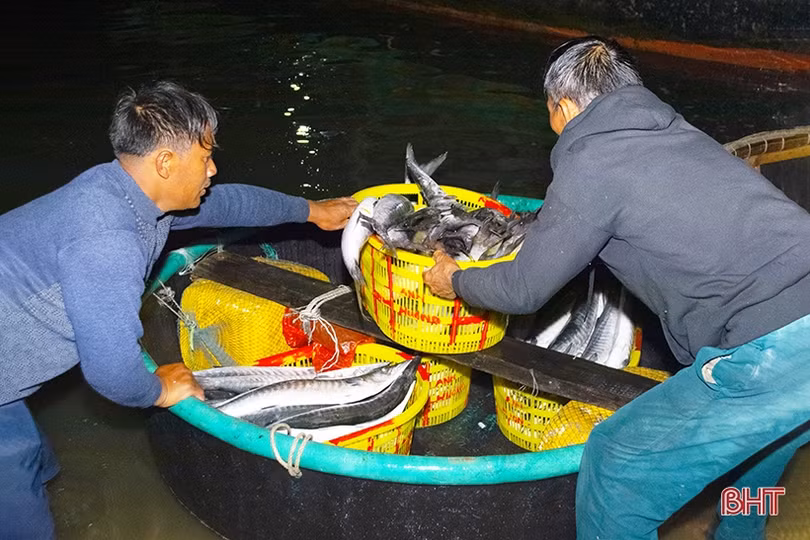 Ngư dân Cẩm Nhượng trúng đậm hải sản