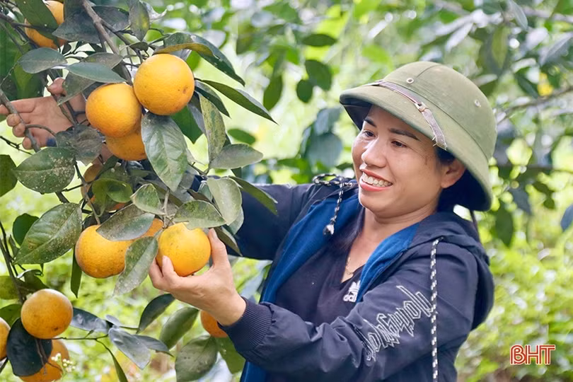 Cam Vũ Quang được giá, người trồng chưa vội bán