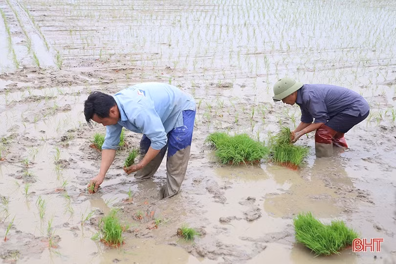 Nông dân Hà Tĩnh đồng loạt xuống đồng gieo cấy lúa xuân
