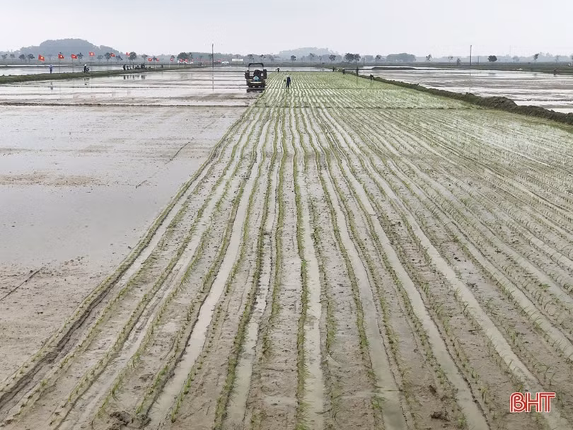 Ứng dụng công nghệ mạ khay máy cấy sản xuất lúa hữu cơ ở Cẩm Xuyên