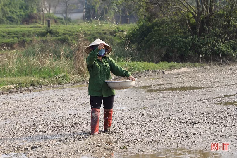 Nông dân Hà Tĩnh đồng loạt xuống đồng gieo cấy lúa xuân