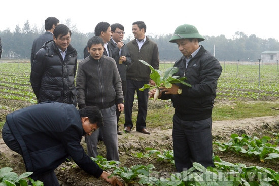 Sản xuất rau, củ, quả công nghệ cao chậm tiến độ so với kế hoạch ảnh 1