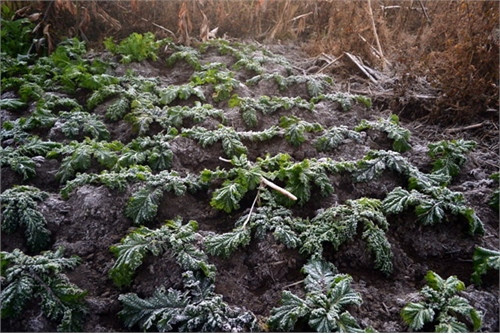 Băng phủ đầy trên mặt đất, ruộng rau