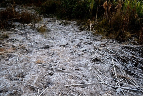 Băng giá phủ trắng mặt đất, cây cỏ