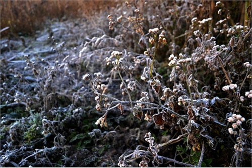 Ngọn cây đóng băng