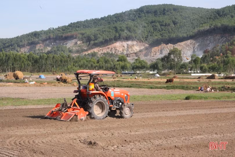 “Đại nông trường” hành tăm Hà Tĩnh vào mùa vụ mới
