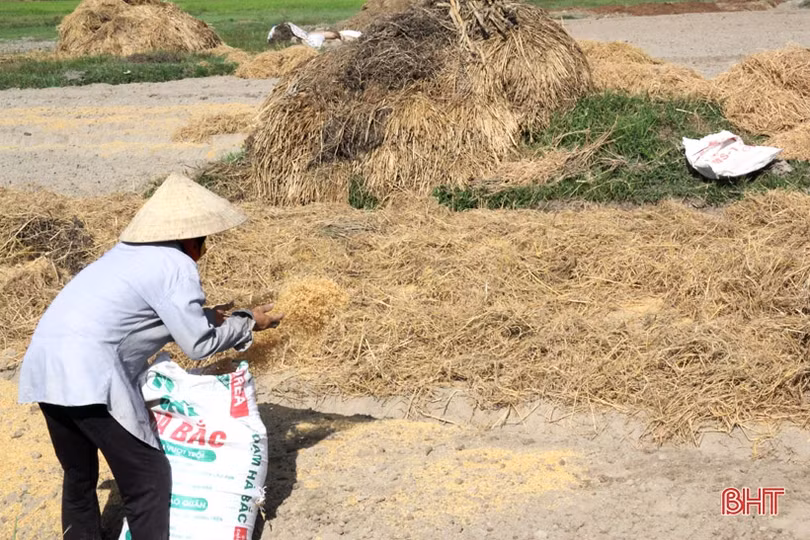 “Đại nông trường” hành tăm Hà Tĩnh vào mùa vụ mới