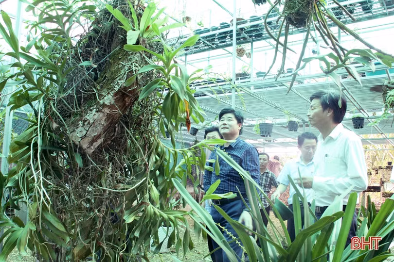 Những sản phẩm OCOP ở Hương Sơn đặc sắc, phát triển có chiều sâu