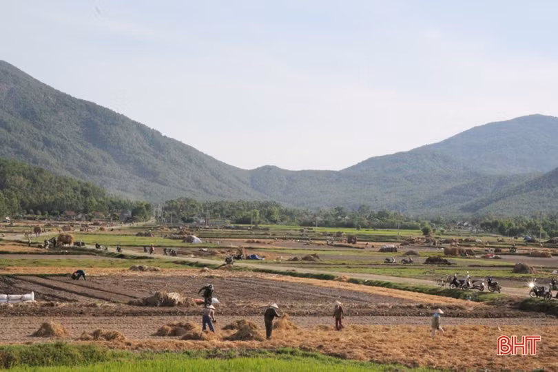 “Đại nông trường” hành tăm Hà Tĩnh vào mùa vụ mới