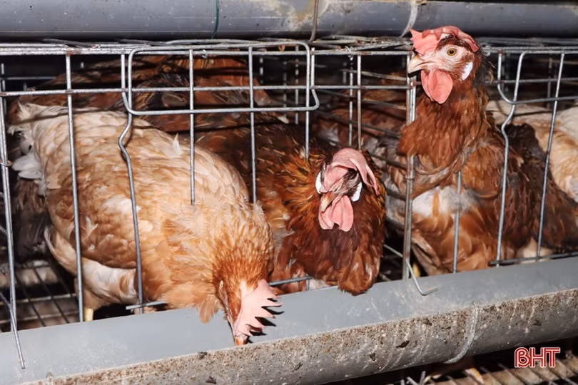 Nuôi gà siêu đẻ trứng, hợp tác xã ở Hà Tĩnh lãi gần 2 triệu đồng/ngày