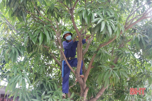 Thành phố Hà Tĩnh cắt tỉa gần 15.000 cây xanh trước mùa mưa bão
