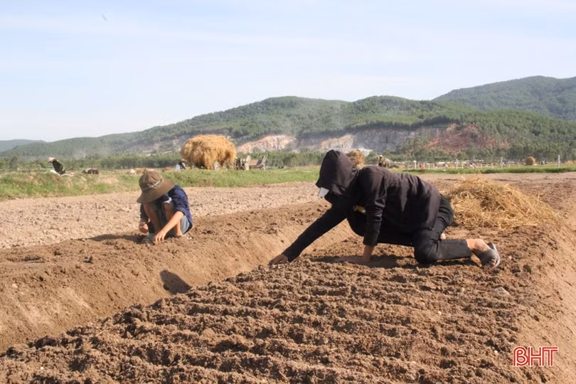 “Đại nông trường” hành tăm Hà Tĩnh vào mùa vụ mới