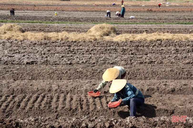 “Đại nông trường” hành tăm Hà Tĩnh vào mùa vụ mới