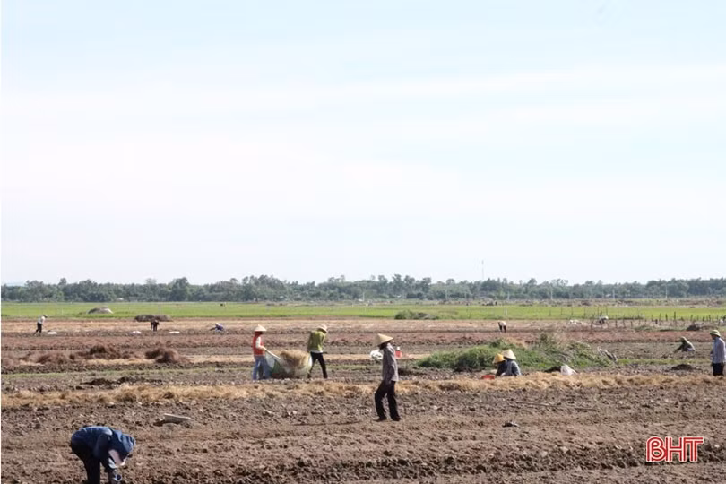 “Đại nông trường” hành tăm Hà Tĩnh vào mùa vụ mới