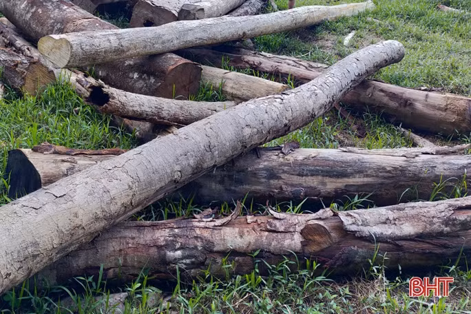 Công an Hương Sơn phát hiện một lượng gỗ vô chủ tập kết trái phép
