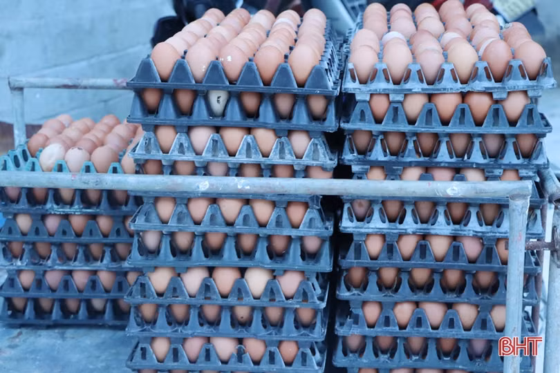 Nuôi gà siêu đẻ trứng, hợp tác xã ở Hà Tĩnh lãi gần 2 triệu đồng/ngày