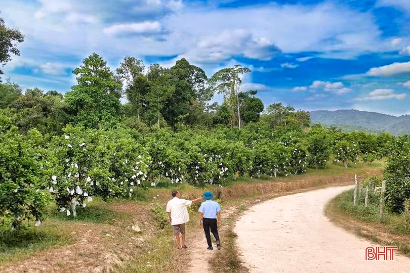 Khai thác tiềm năng 3 vùng sinh thái, nâng cao giá trị cho nông sản Kỳ Anh