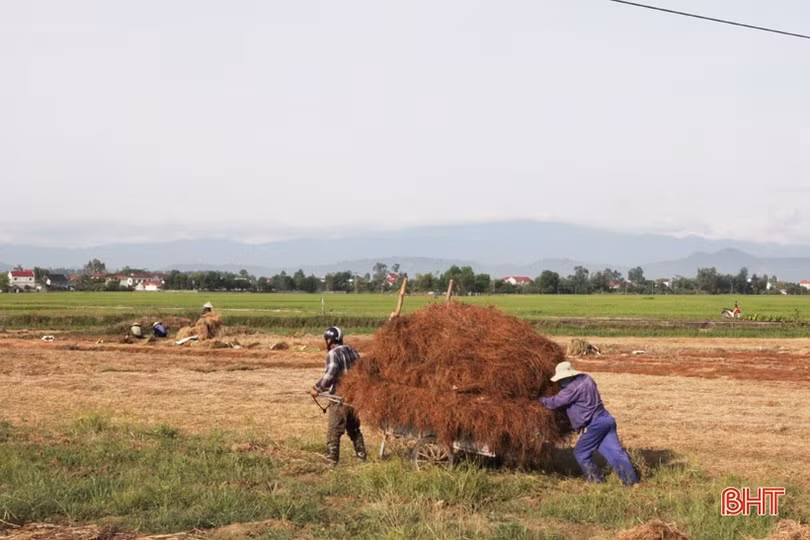 “Đại nông trường” hành tăm Hà Tĩnh vào mùa vụ mới