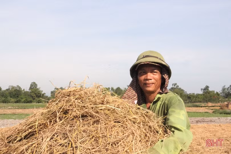 “Đại nông trường” hành tăm Hà Tĩnh vào mùa vụ mới