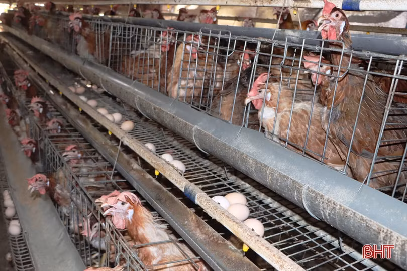 Nuôi gà siêu đẻ trứng, hợp tác xã ở Hà Tĩnh lãi gần 2 triệu đồng/ngày