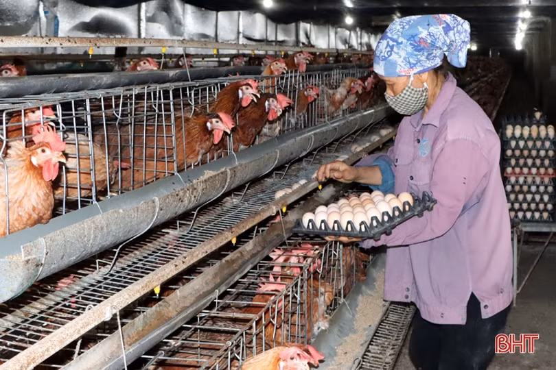 Nuôi gà siêu đẻ trứng, hợp tác xã ở Hà Tĩnh lãi gần 2 triệu đồng/ngày