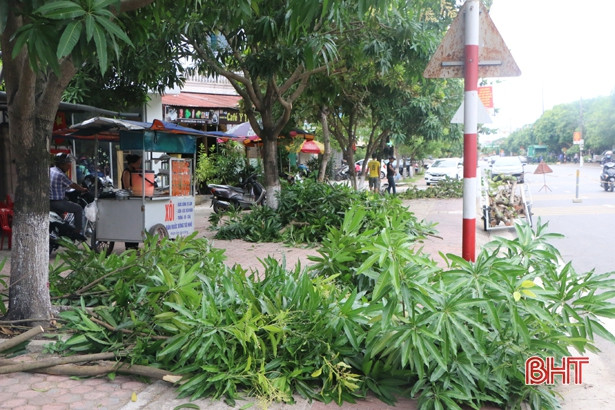 Thành phố Hà Tĩnh cắt tỉa gần 15.000 cây xanh trước mùa mưa bão