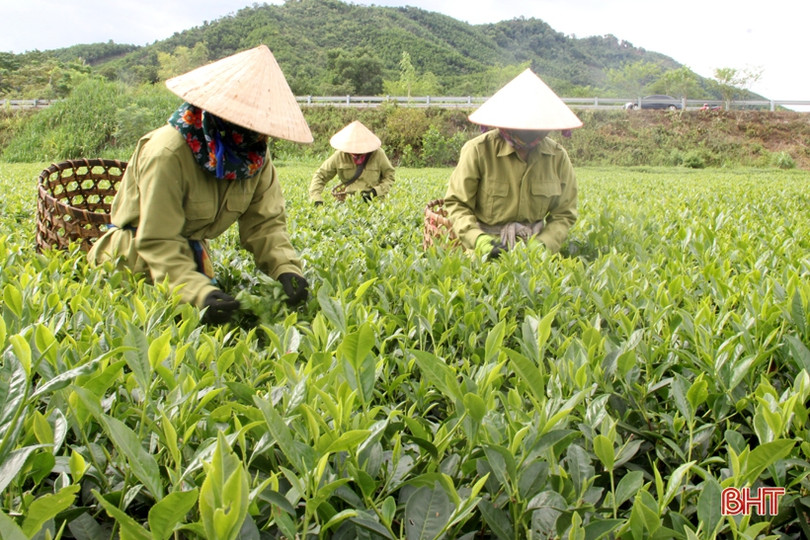 Những sản phẩm OCOP ở Hương Sơn đặc sắc, phát triển có chiều sâu