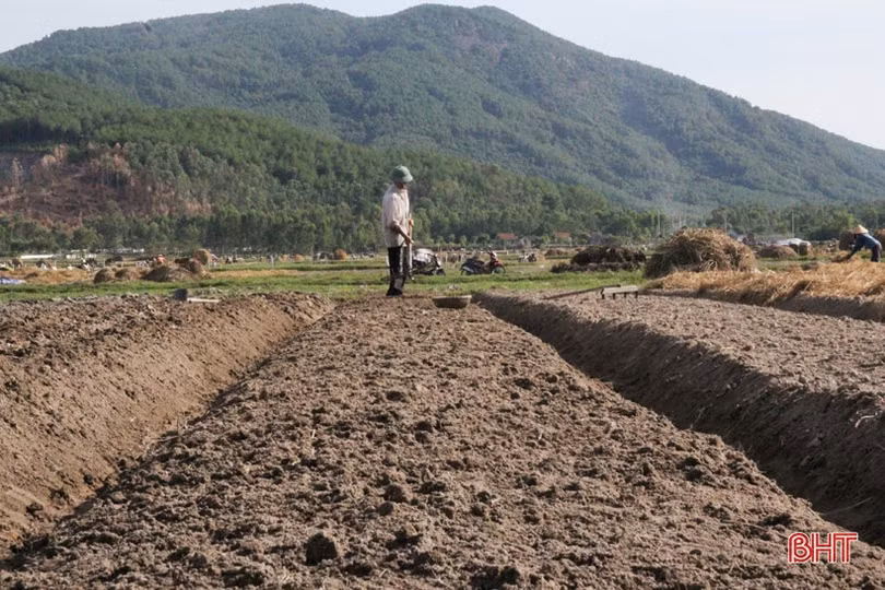 “Đại nông trường” hành tăm Hà Tĩnh vào mùa vụ mới