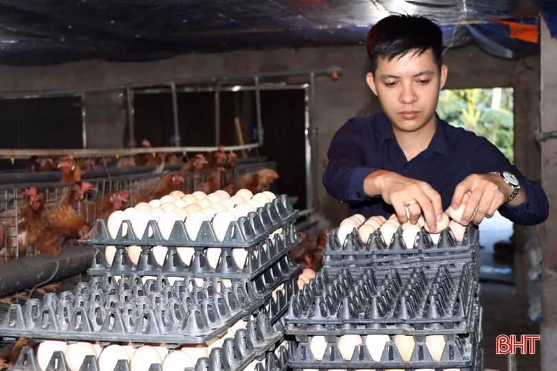 Nuôi gà siêu đẻ trứng, hợp tác xã ở Hà Tĩnh lãi gần 2 triệu đồng/ngày