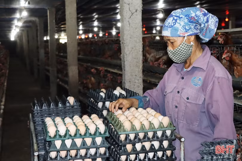 Nuôi gà siêu đẻ trứng, hợp tác xã ở Hà Tĩnh lãi gần 2 triệu đồng/ngày