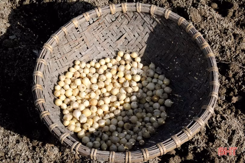 “Đại nông trường” hành tăm Hà Tĩnh vào mùa vụ mới