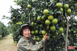 Cam Thượng Lộc được mùa, được giá