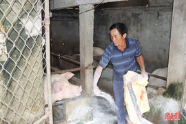 Cẩm Xuyên loay hoay dập dịch tả lợn châu Phi