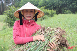 Nông dân Cẩm Xuyên trồng loại cây quen thuộc, thu cả trăm triệu đồng/năm 