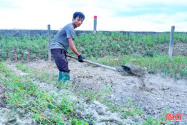 Rau xanh tăng giá, nông dân Hà Tĩnh tăng tốc xuống giống