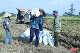 Nông dân Cẩm Bình “ngồi trên đống lửa” vì lúa hữu cơ ST25 bị ép giá