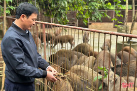 Đặc sản nuôi ở Hà Tĩnh sớm “cháy hàng”