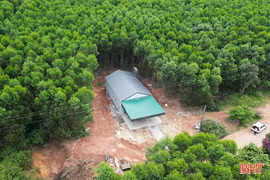 Cần xử lý dứt điểm vi phạm xây nhà trái phép trên đất rừng ở Cẩm Xuyên