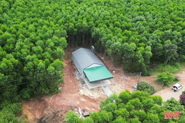 Cần xử lý dứt điểm vi phạm xây nhà trái phép trên đất rừng ở Cẩm Xuyên