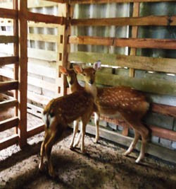 Hai con hươu vừa mua về của gia đình ông Phùng Đăng Sỹ ở xã Ân Phú