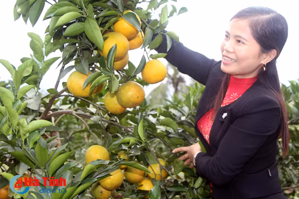 nguoi can bo nong dan tran tro phat trien cam vu quang