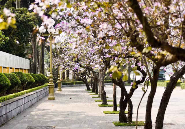 nao long voi mot ha noi dep diu dang cac mua hoa thang 3