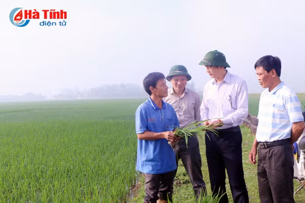 bam sat dong ruong theo doi phong tru hieu qua sau benh hai lua xuan