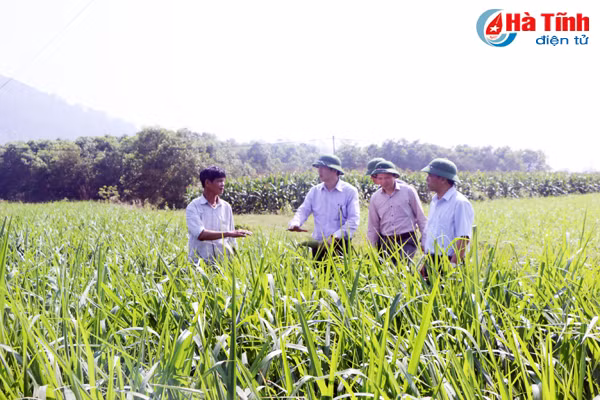 bam sat dong ruong theo doi phong tru hieu qua sau benh hai lua xuan