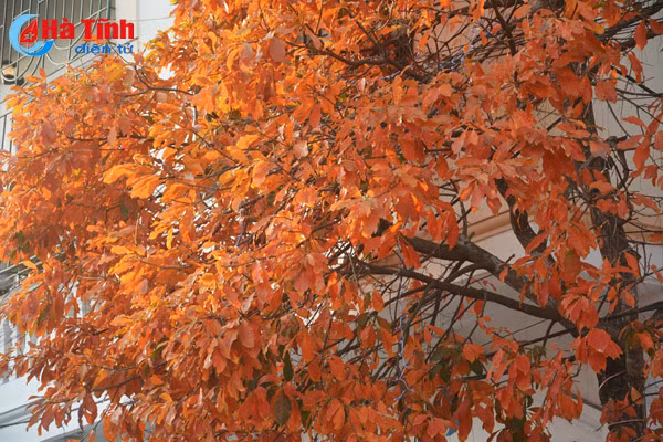 ngam sac vang tuyet dep mua loc vung thay la o tp ha tinh