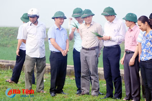 bam sat dong ruong theo doi phong tru hieu qua sau benh hai lua xuan