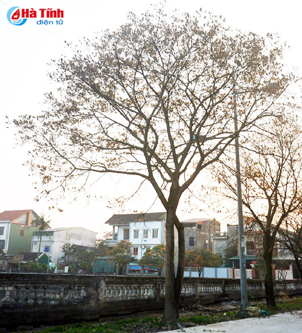 ngam sac vang tuyet dep mua loc vung thay la o tp ha tinh